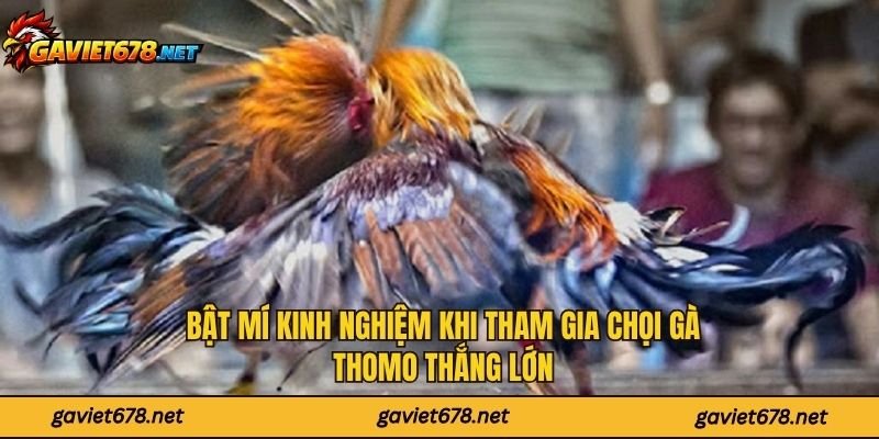 Bật mí kinh nghiệm khi tham gia chọi gà Thomo thắng lớn