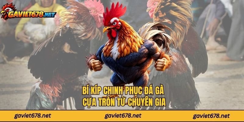 Bí kíp chinh phục đá gà cựa tròn từ chuyên gia