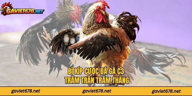 Bí kíp cược đá gà C3 trăm trận trăm thắng