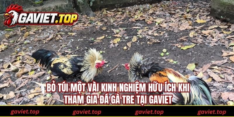 Bỏ túi một vài kinh nghiệm hữu ích khi tham gia đá gà tre tại Gaviet