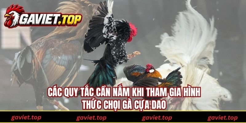 Các quy tắc cần nắm khi tham gia hình thức chọi gà cựa dao
