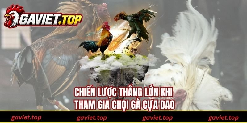 Chiến lược thắng lớn khi tham gia chọi gà cựa dao