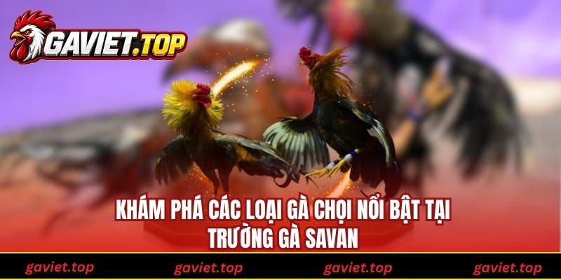 Khám phá các loại gà chọi nổi bật tại trường Gà Savan