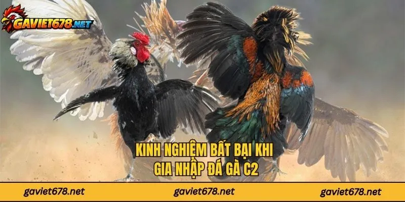 Kinh nghiệm bất bại khi gia nhập đá gà C2