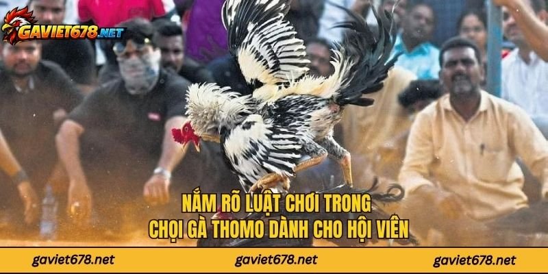 Nắm rõ luật chơi trong chọi gà Thomo dành cho hội viên