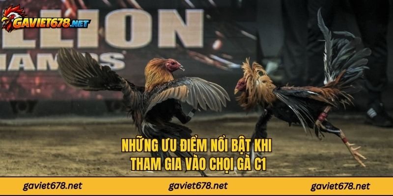 Những ưu điểm nổi bật khi tham gia vào chọi gà C1