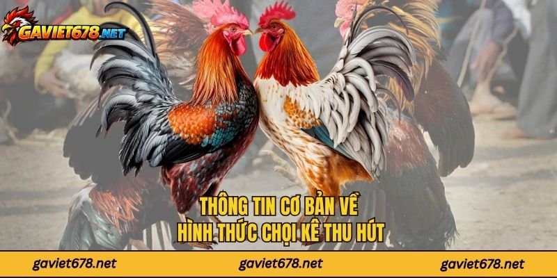 Thông tin cơ bản về hình thức chọi kê thu hút