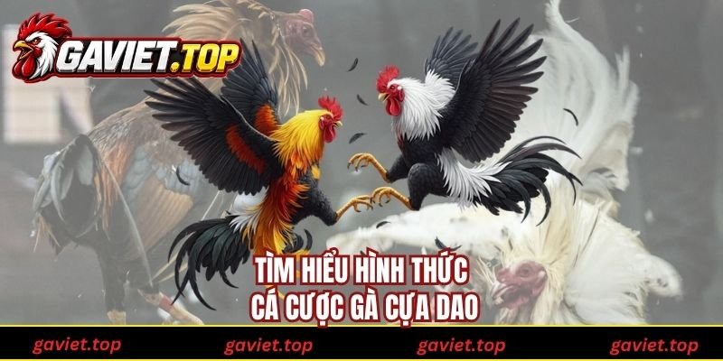 Tìm hiểu hình thức cá cược gà cựa dao