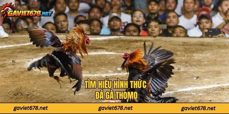 Tìm hiểu về hình thức đá gà Thomo