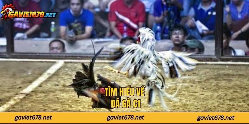 Tìm hiểu về đá gà C1