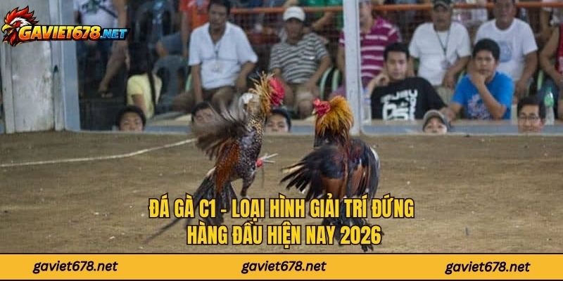 Đá Gà C1 - Loại Hình Giải Trí Đứng Hàng Đầu Hiện Nay 2026