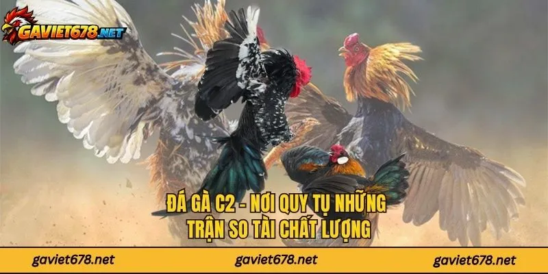 Đá Gà C2 - Nơi Quy Tụ Những Trận So Tài Chất Lượng