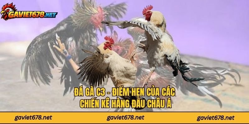 Đá Gà C3 - Điểm Hẹn Của Các Chiến Kê Hàng Đầu Châu Á