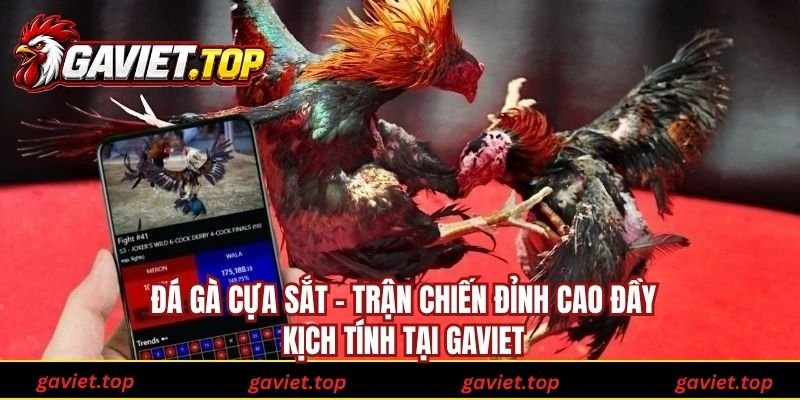 Đá Gà Cựa Sắt - Trận Chiến Đỉnh Cao Đầy Kịch Tính Tại Gaviet