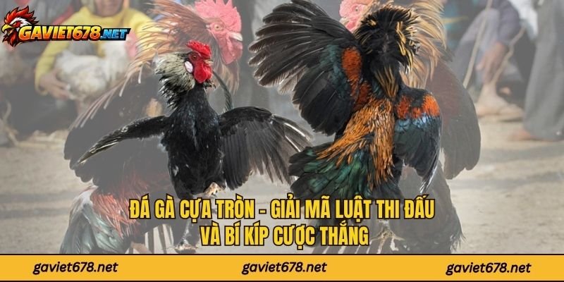 Đá Gà Cựa Tròn - Giải Mã Luật Thi Đấu Và Bí Kíp Cược Thắng