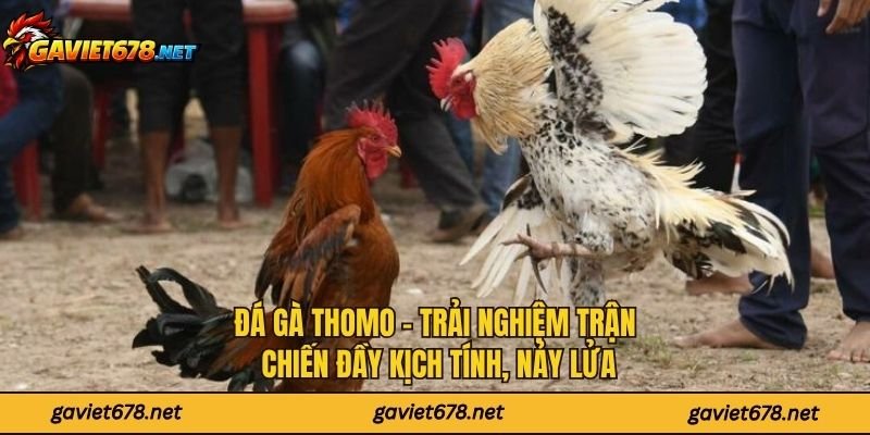 Đá Gà Thomo - Trải Nghiệm Trận Chiến Đầy Kịch Tính, Nảy Lửa